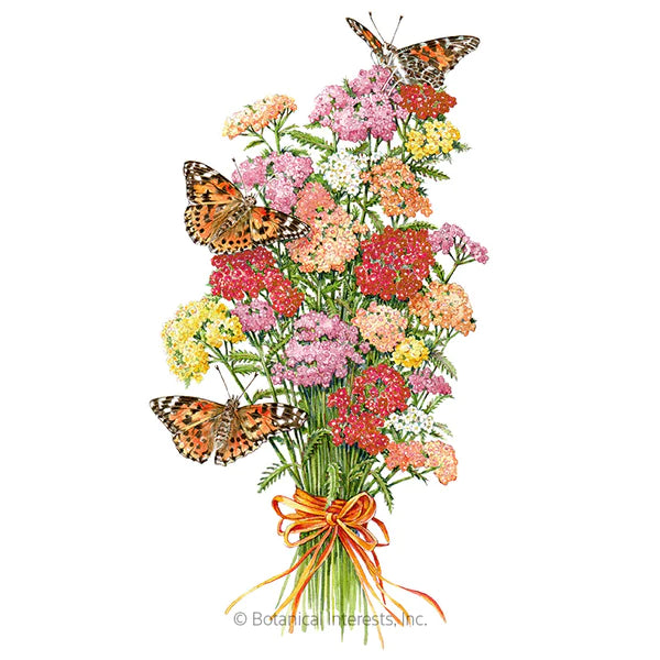 Colorado Blend Yarrow Seeds shop.generalstorespokane