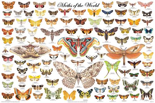 Moths of the World Educational Poster 36x24