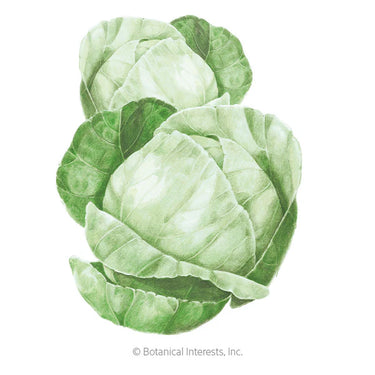 Botanical Interests Copenhagen Market Cabbage Seeds