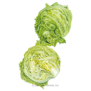 Botanical Interests Great Lakes 118 Crisphead Lettuce Seeds