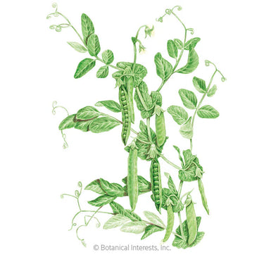 Botanical Interests Green Arrow Shelling Pea Seeds