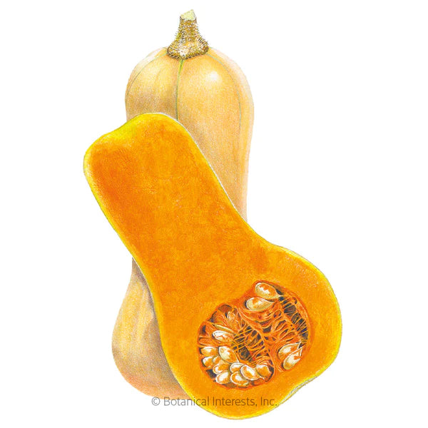 Load image into Gallery viewer, Waltham Butternut Winter Squash Seeds
