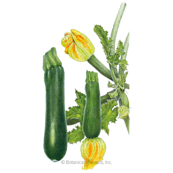 Load image into Gallery viewer, Black Beauty Summer Squash Seeds
