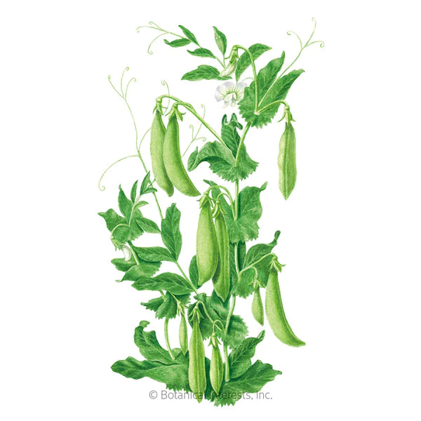Load image into Gallery viewer, Sugar Daddy Snap Pea Seeds
