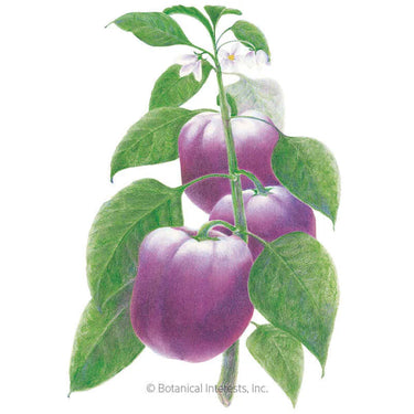 Botanical Interests Purple Beauty Sweet Pepper Seeds