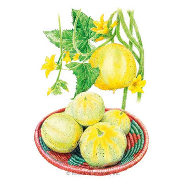 Botanical Interests Lemon Cucumber Seeds