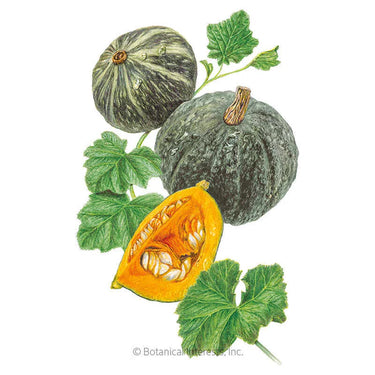 Botanical Interests Kurinishiki Kabocha Winter Squash Seeds