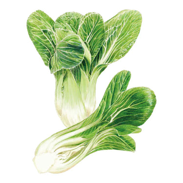 Botanical Interests Bok Choy Choko Seeds