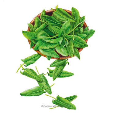 Botanical Interests Common Sorrel Seeds