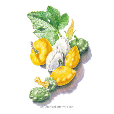 Botanical Interests Scallop Blend Summer (Patty Pan) Squash Seeds