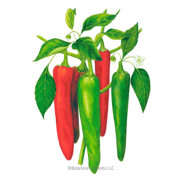 Botanical Interests NuMex Joe E. Parker Chile Anaheim Pepper Seeds