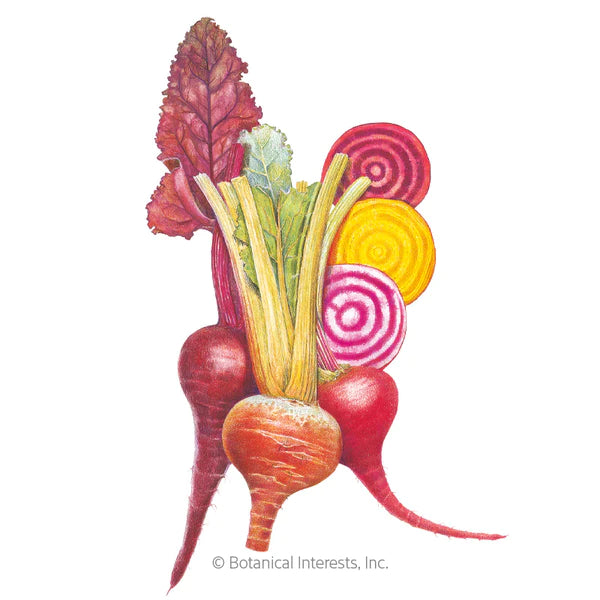 Load image into Gallery viewer, Botanical Interests Gourmet Blend Beet Seeds
