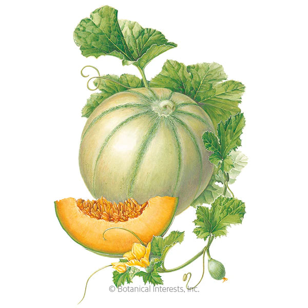 Load image into Gallery viewer, Charentais Cantaloupe Melon Seeds
