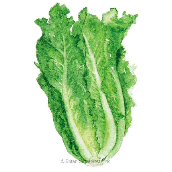 Load image into Gallery viewer, Parris Island Cos Romaine Lettuce Seeds
