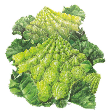 Botanical Interests Romanesco Cauliflower Seeds