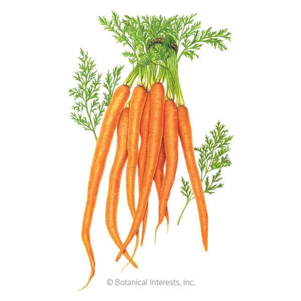 Load image into Gallery viewer, Tendersweet Carrot Seeds
