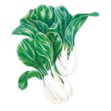 Botanical Interests Toy Choy Bok Choy Seeds