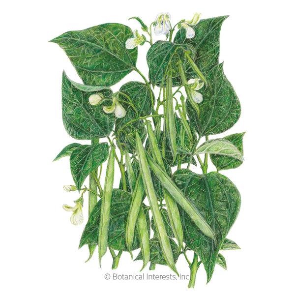 Load image into Gallery viewer, Botanical Interests Jade Bush Bean Seeds
