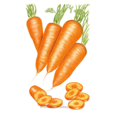 Botanical Interests Red Cored Chantenay Carrot Seeds