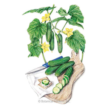 Botanical Interests Muncher Persian Cucumber Seeds