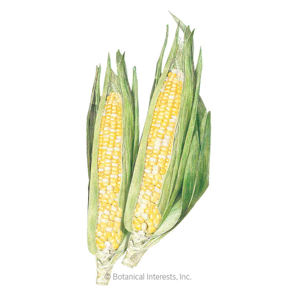 Load image into Gallery viewer, Ambrosia Sweet Corn Seeds
