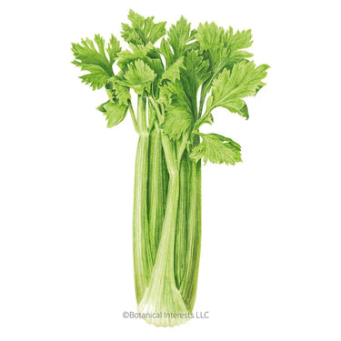 Botanical Interests Merengo Celery Seeds