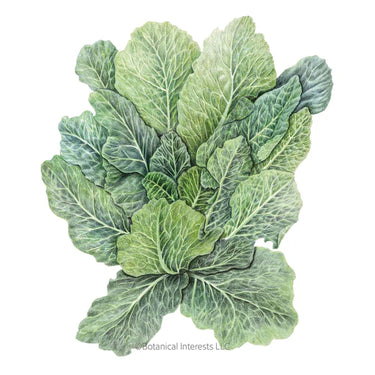Botanical Interests Top Bunch 2.0 Collards Seeds