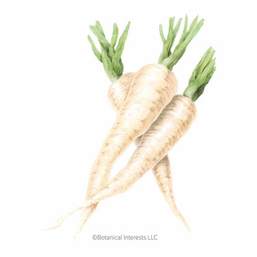 Botanical Interests Javelin Parsnip Seeds