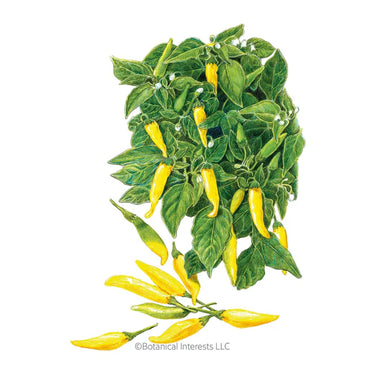 Botanical Interests Lemon Drop Chile Pepper Seeds
