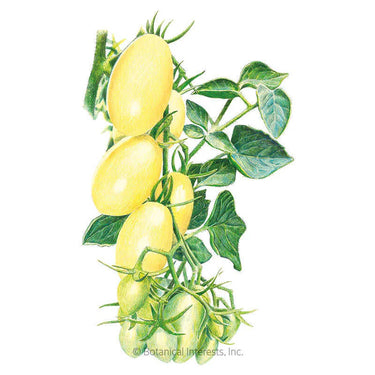 Botanical Interests Cream Sausage Bush Tomato Seeds