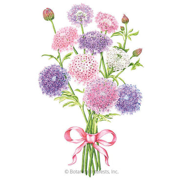 Botanical Interests Madonna Blend Lace Flower Seeds