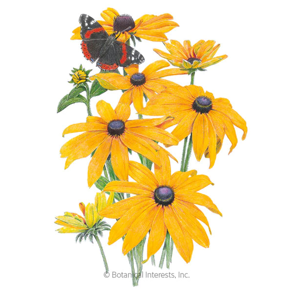 Load image into Gallery viewer, Black-Eyed Susan Seeds
