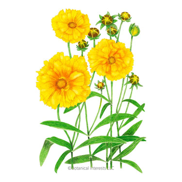 Botanical Interests Double Sunburst Coreopsis Seeds
