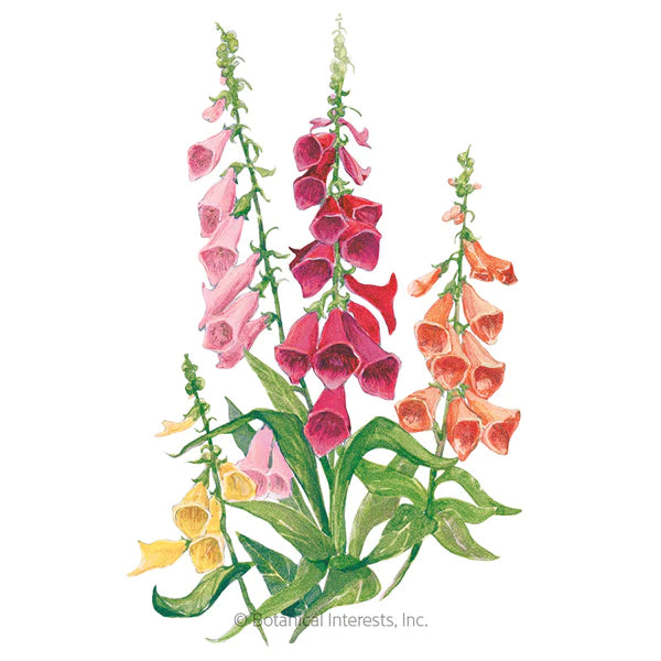 Load image into Gallery viewer, Gloxiniiflora Blend Foxglove Seeds
