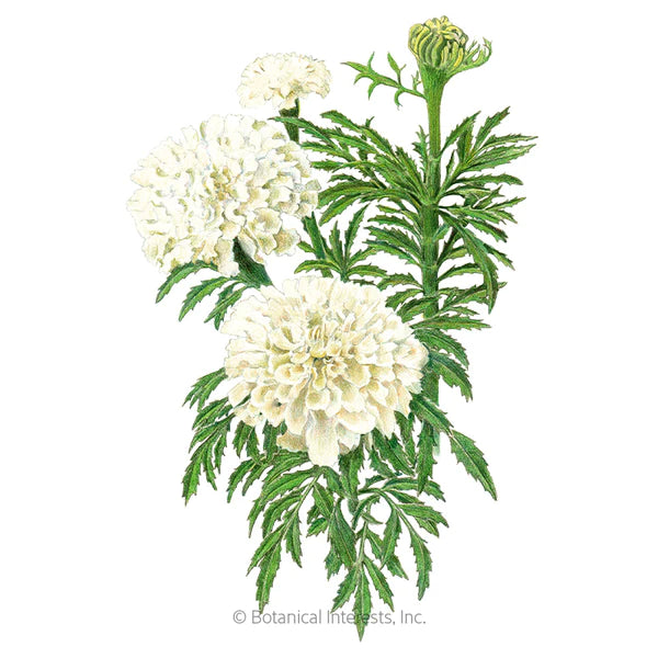 Load image into Gallery viewer, Kilimanjaro White African Marigold Seeds
