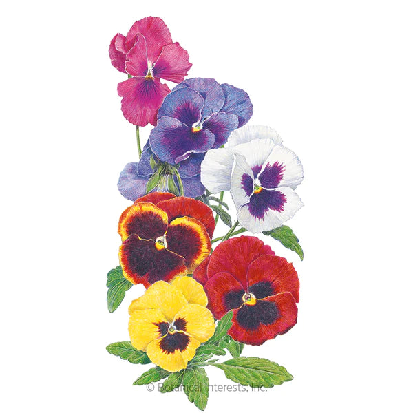 Load image into Gallery viewer, Swiss Giants Blend Pansy Seeds
