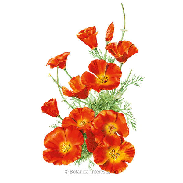 Load image into Gallery viewer, Mikado California Poppy Seeds
