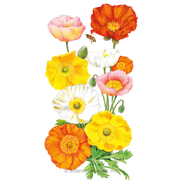 Load image into Gallery viewer, Nudicaule Blend Iceland Poppy Seeds
