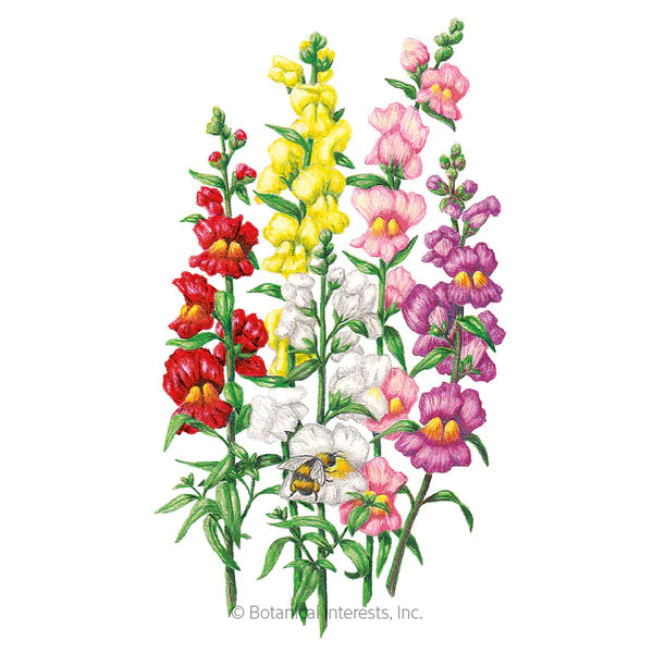 Load image into Gallery viewer, Tall Maximum Blend Snapdragon Seeds
