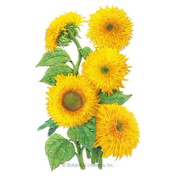 Load image into Gallery viewer, Teddy Bear Dwarf Sunflower Seeds
