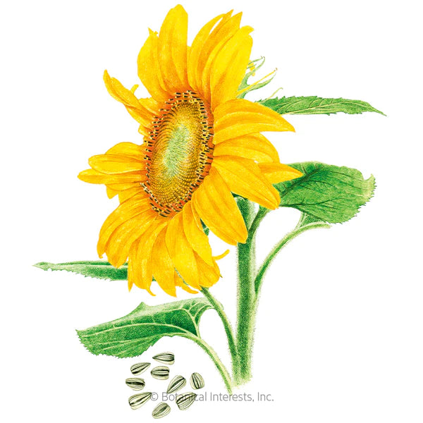 Load image into Gallery viewer, Mammoth Sunflower
