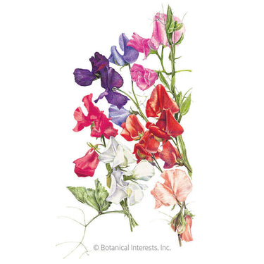 Botanical Interests Early Multiflora Blend Sweet Pea Seeds
