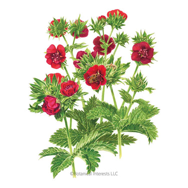 Botanical Interests Scarlet Cinquefoil Seeds