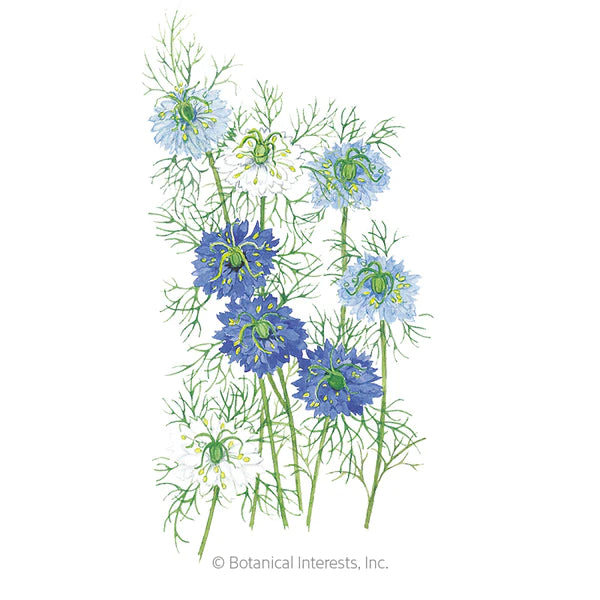 Load image into Gallery viewer, Miss Jekyll Blend Love-In-A-Mist Seeds
