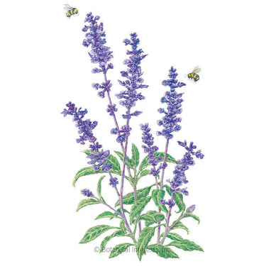 Botanical Interests Blue Victory Salvia Seeds