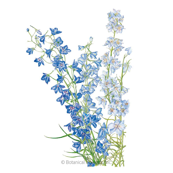 Load image into Gallery viewer, Shades of Blue Larkspur Seeds
