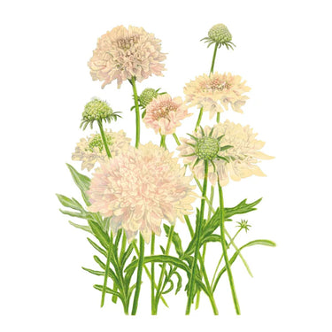 Botanical Interests Fata Morgana Scabiosa Seeds