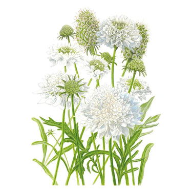Botanical Interests Snowmaiden Scabiosa Seeds