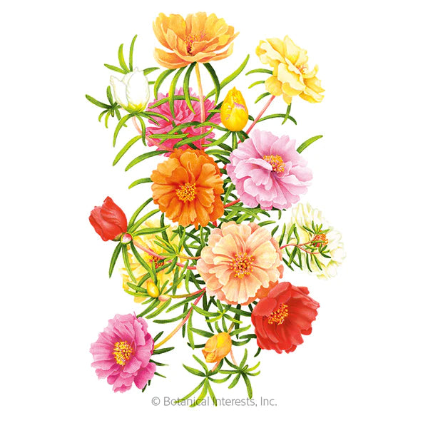 Load image into Gallery viewer, Double Blend Portulaca (Moss Rose) Seeds
