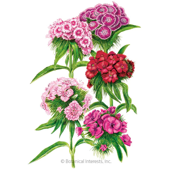 Load image into Gallery viewer, Double Blend Sweet William Seeds

